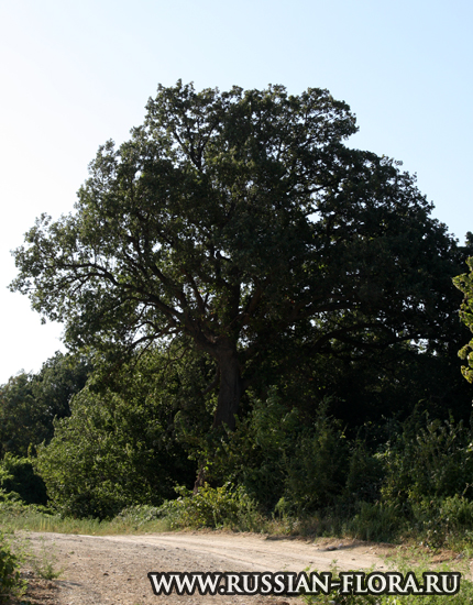 Дуб скальный (Quercus petraea)